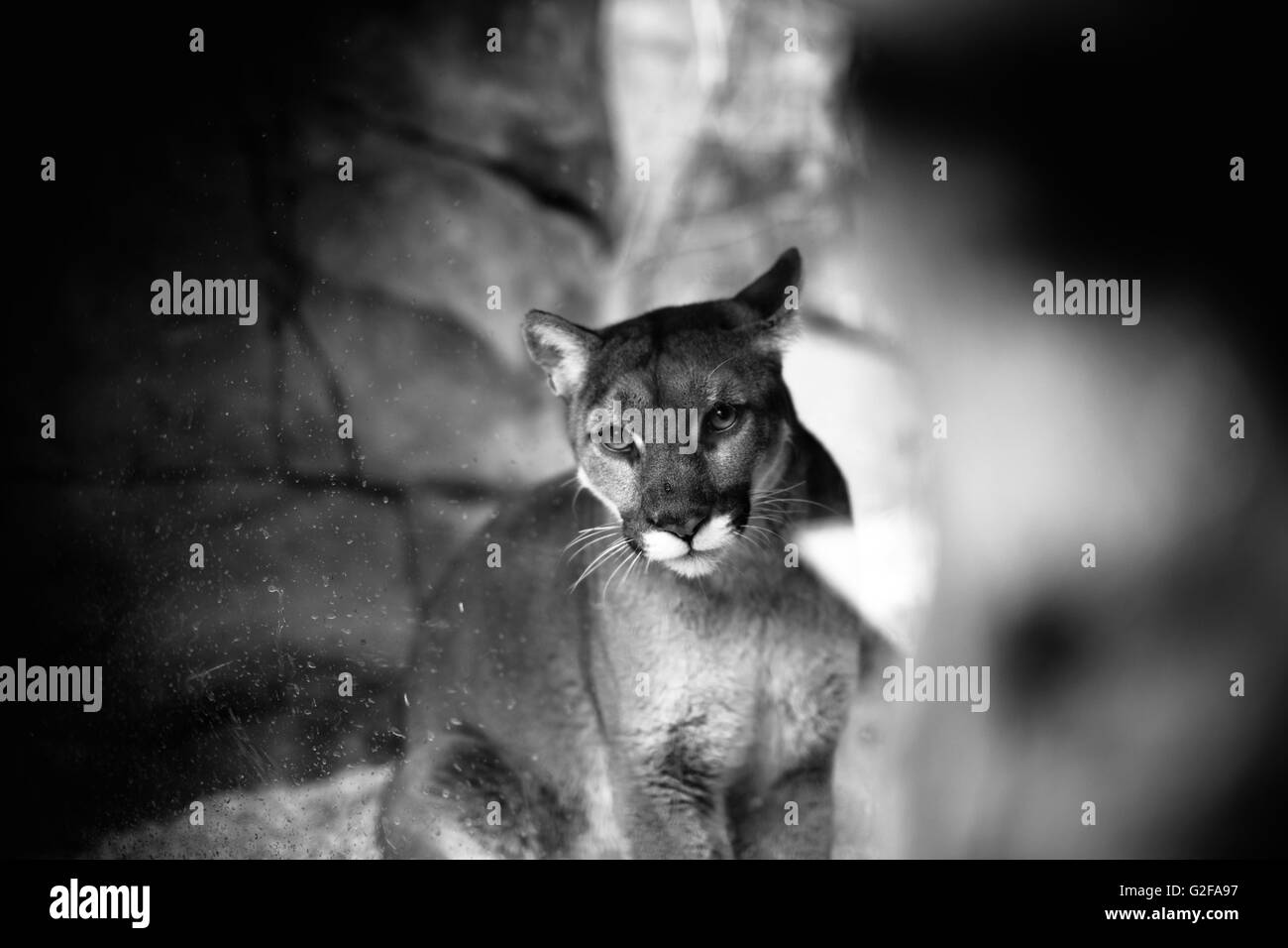 Mountain Lion derrière une vitre Banque D'Images