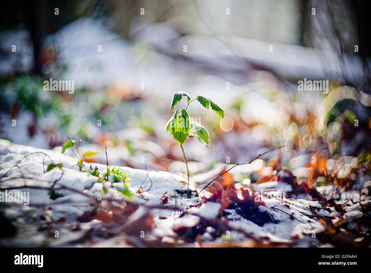 Plante feuillue grandissant de la masse Snow-Covered Banque D'Images