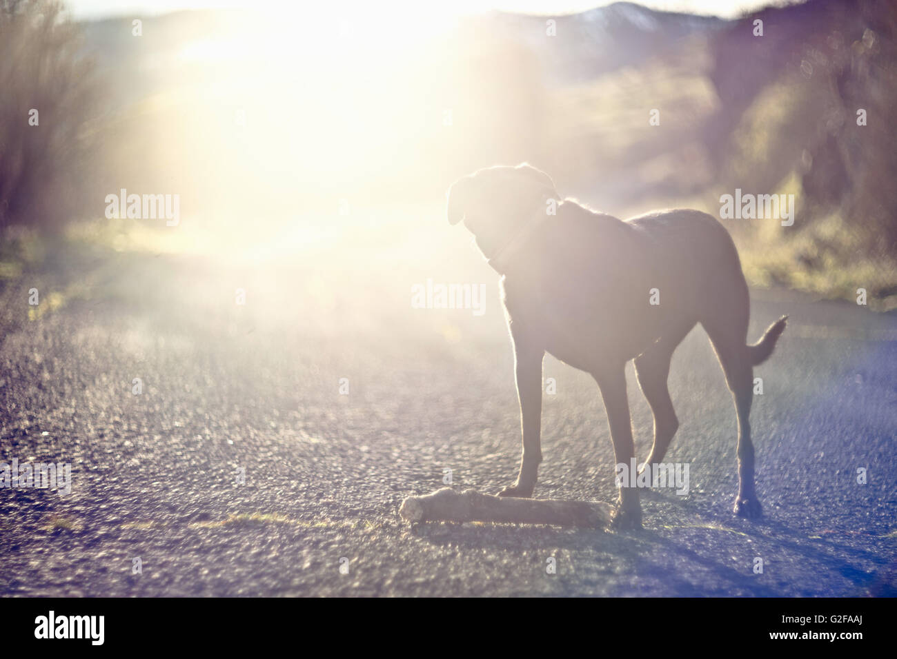 Grand chien à l'arrière sur route en plein soleil Banque D'Images
