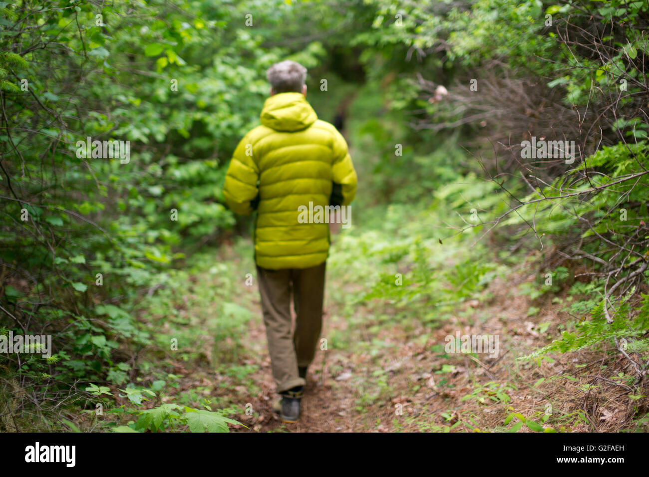 Randonnées en forêt Mid-Adult Man, vue arrière Banque D'Images
