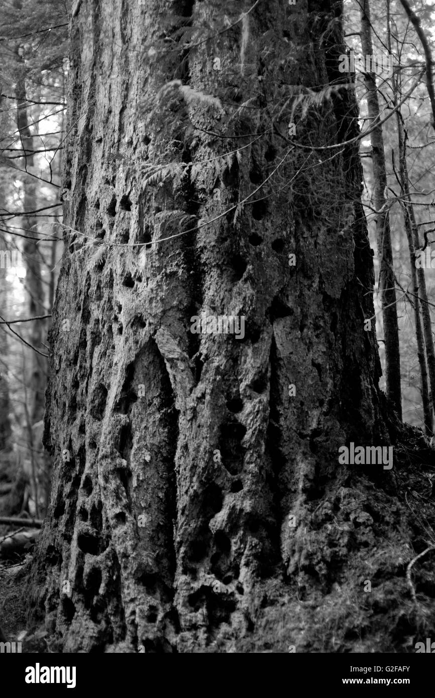 Vieil arbre avec des trous dans l'écorce Banque D'Images