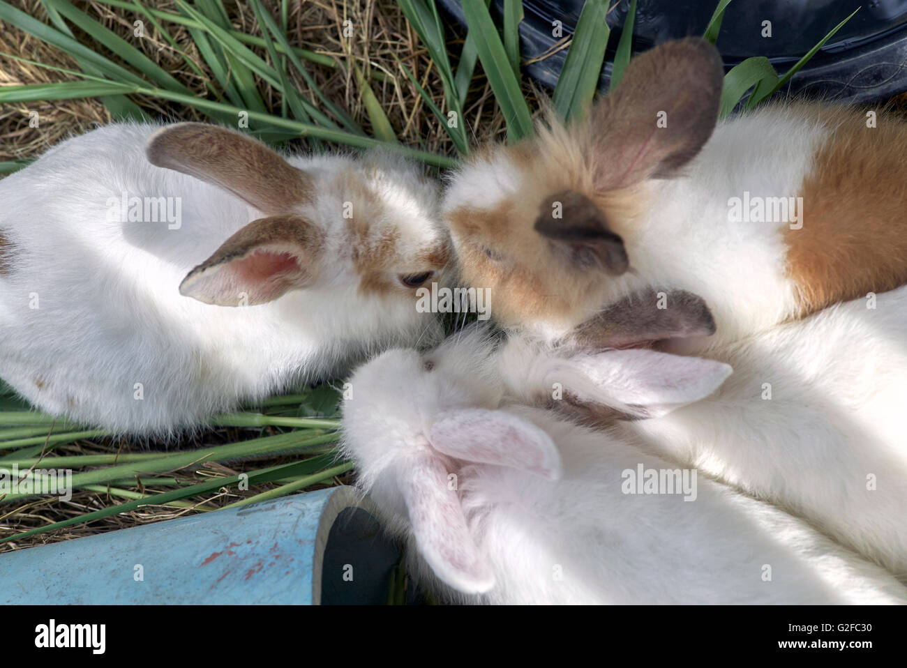 Groupe de lapins alimentation Banque D'Images