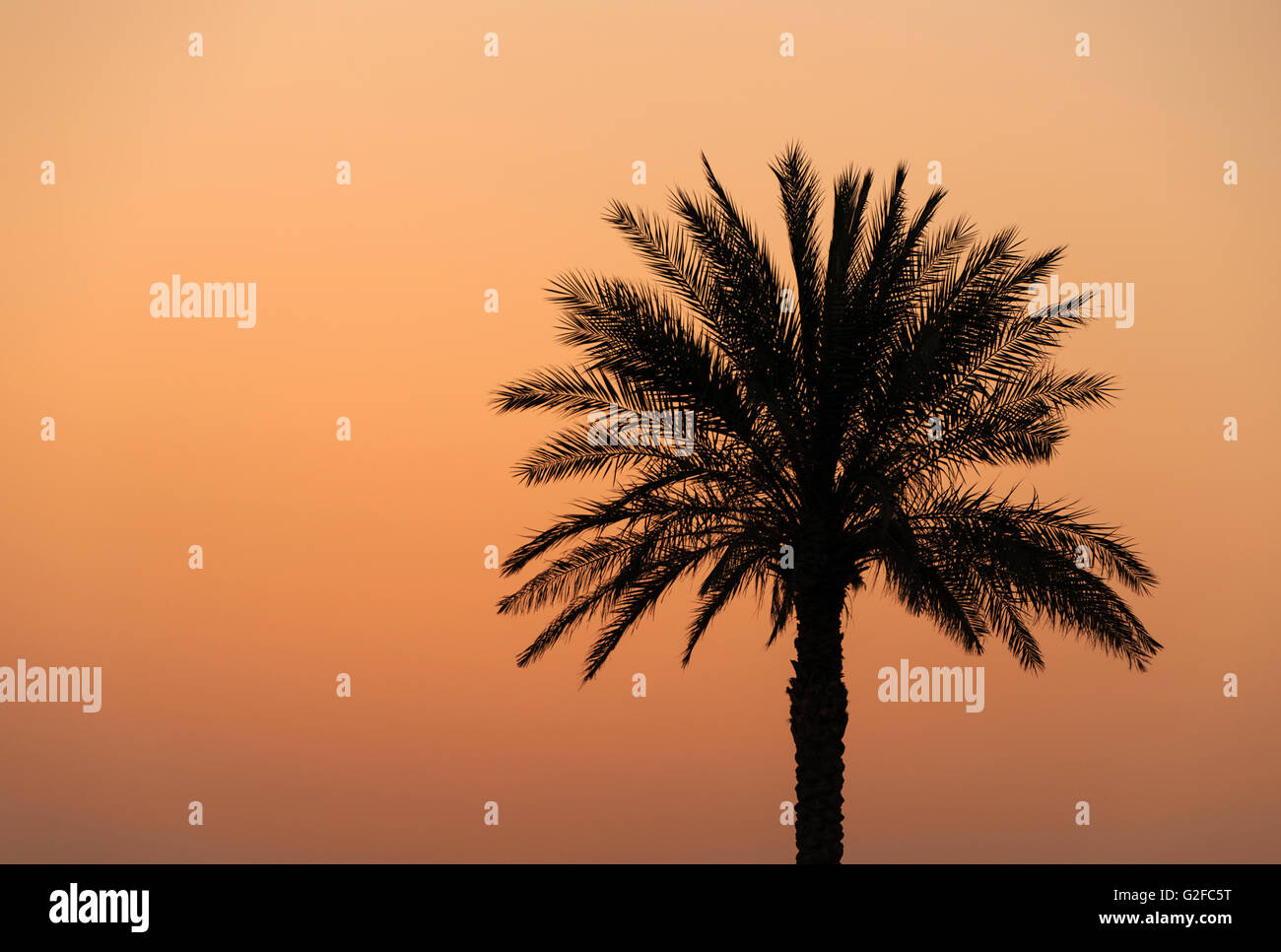 Silhouette de palmier au coucher du soleil Banque D'Images