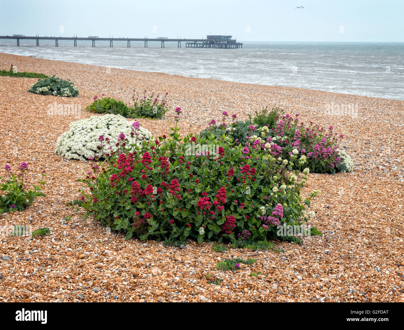 La plage de Deal Kent. Fleurs sauvages en fleurs sur la plage de galets au début de l'été Banque D'Images