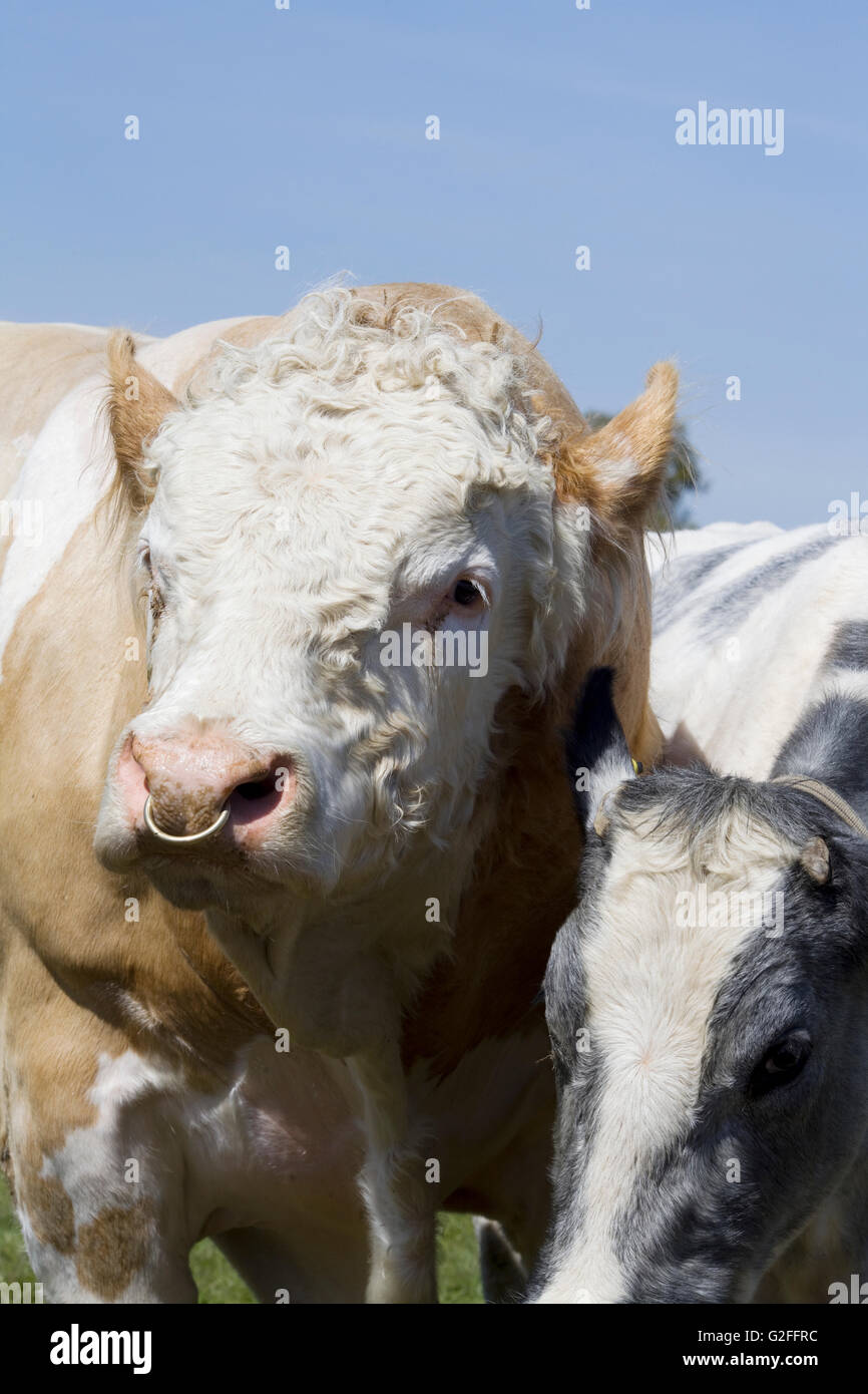 Taureau Charolais avec un anneau dans le nez Banque D'Images