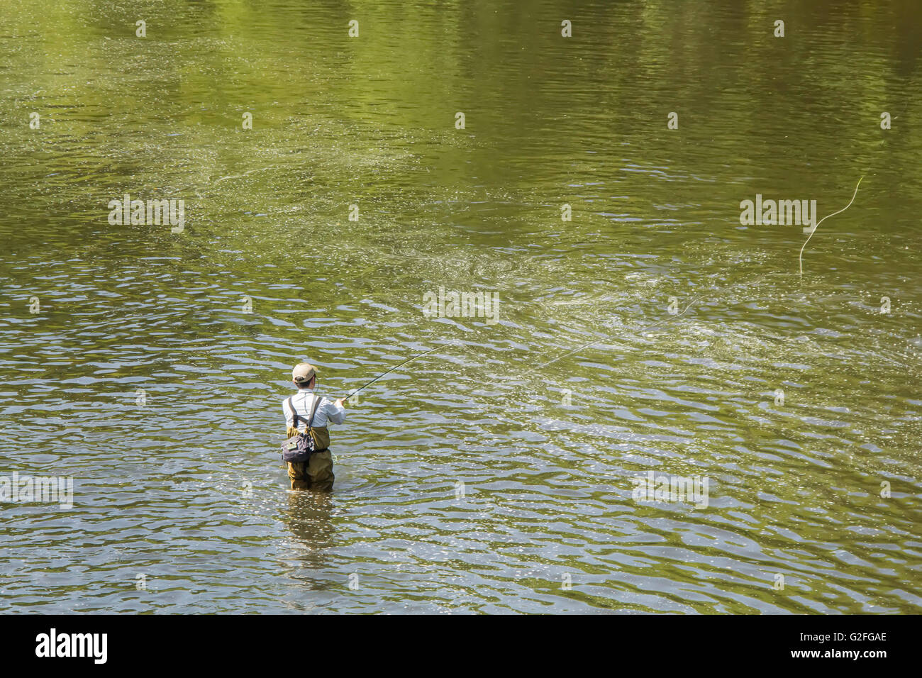 Un pêcheur de mouche sur la rivière Torridge du saumon de l'insaisissable de chasse Banque D'Images