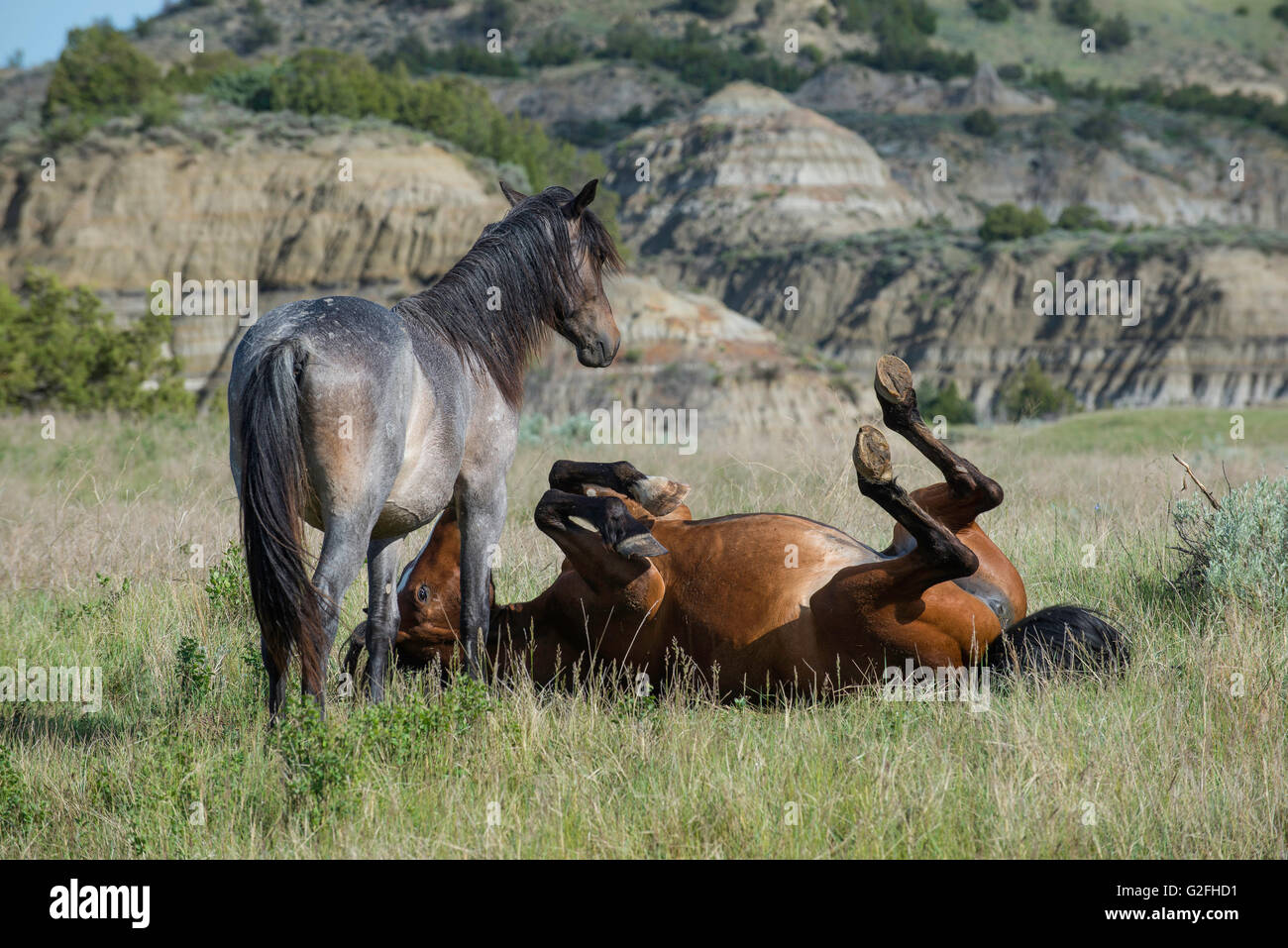 Les chevaux sauvages, (Equs ferus), toilettage et de prendre la poussière ou la baignoire, dans l'ouest de l'Amérique du Nord Banque D'Images