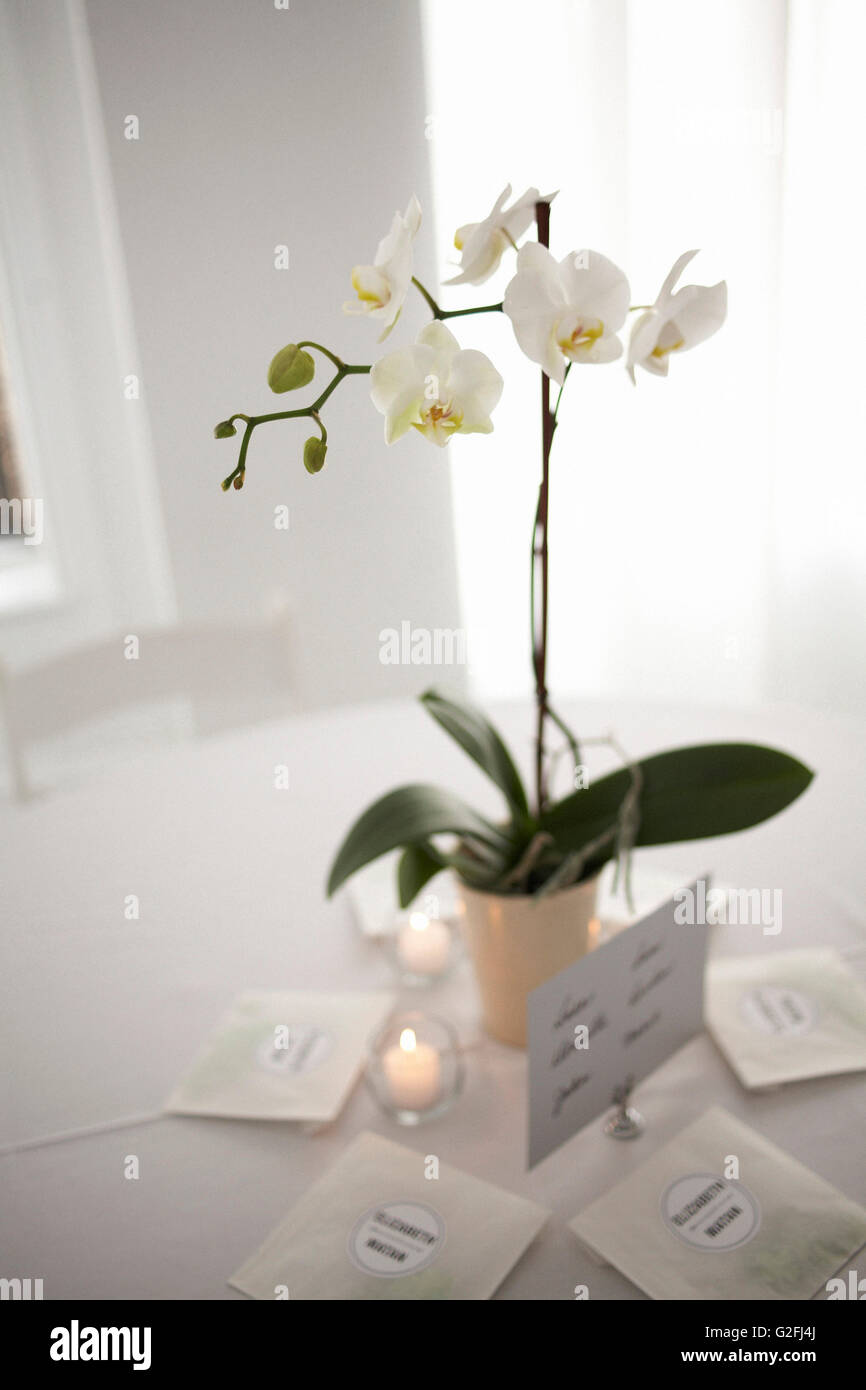 Orchidée blanche sur table Banque D'Images