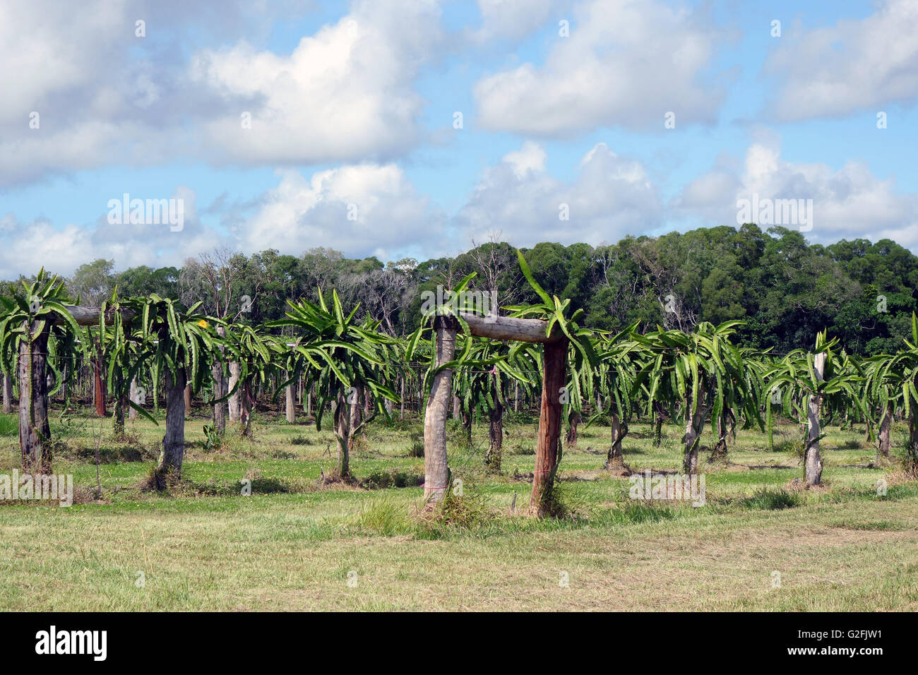 Dragonfruit verger, au nord de Cooktown, péninsule du Cap York, Queensland, Australie. Pas de PR Banque D'Images