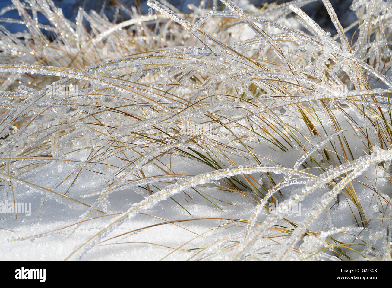 Pailles couvertes de glace brillante dans la neige Banque D'Images