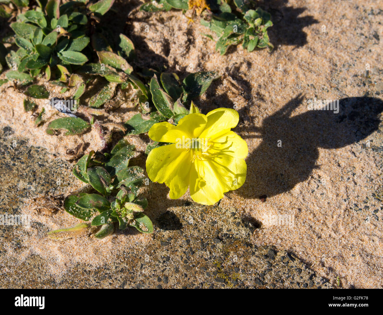 Suncup Beach Ou La Plage Avec Hardy Onagre Fleurs Jaune