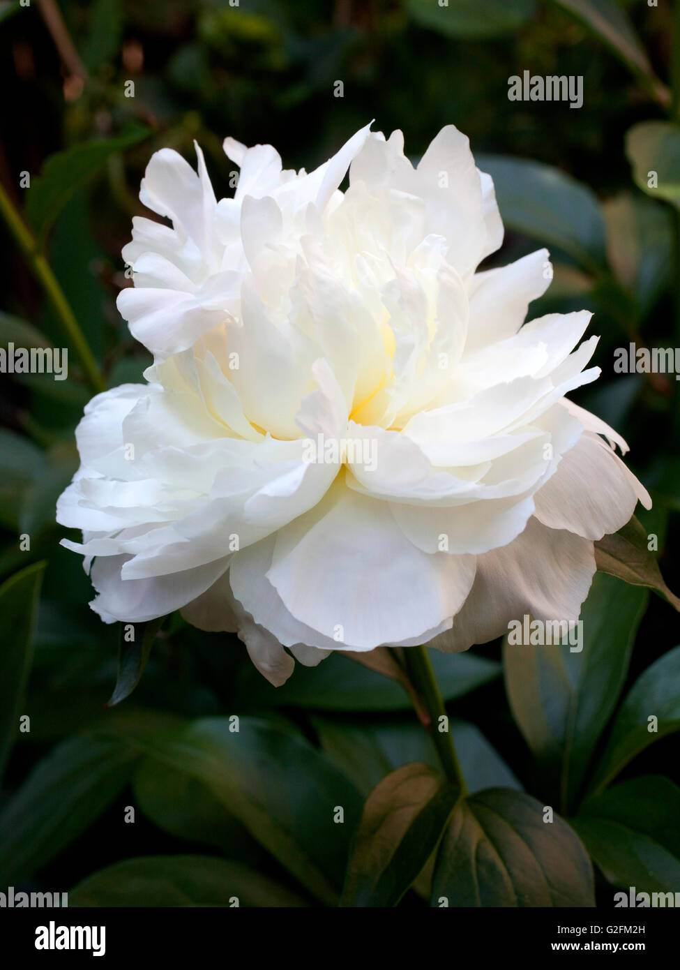 La floraison pivoine blanche dans le jardin Banque D'Images