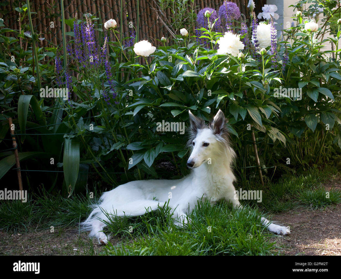Silken Windhound repos en chien de cour et jardin Banque D'Images