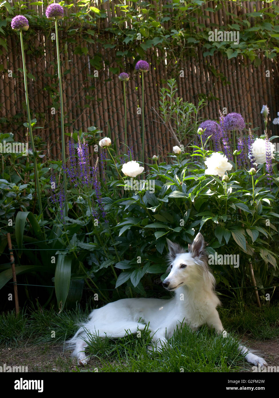 Silken Windhound dog in garden Banque D'Images