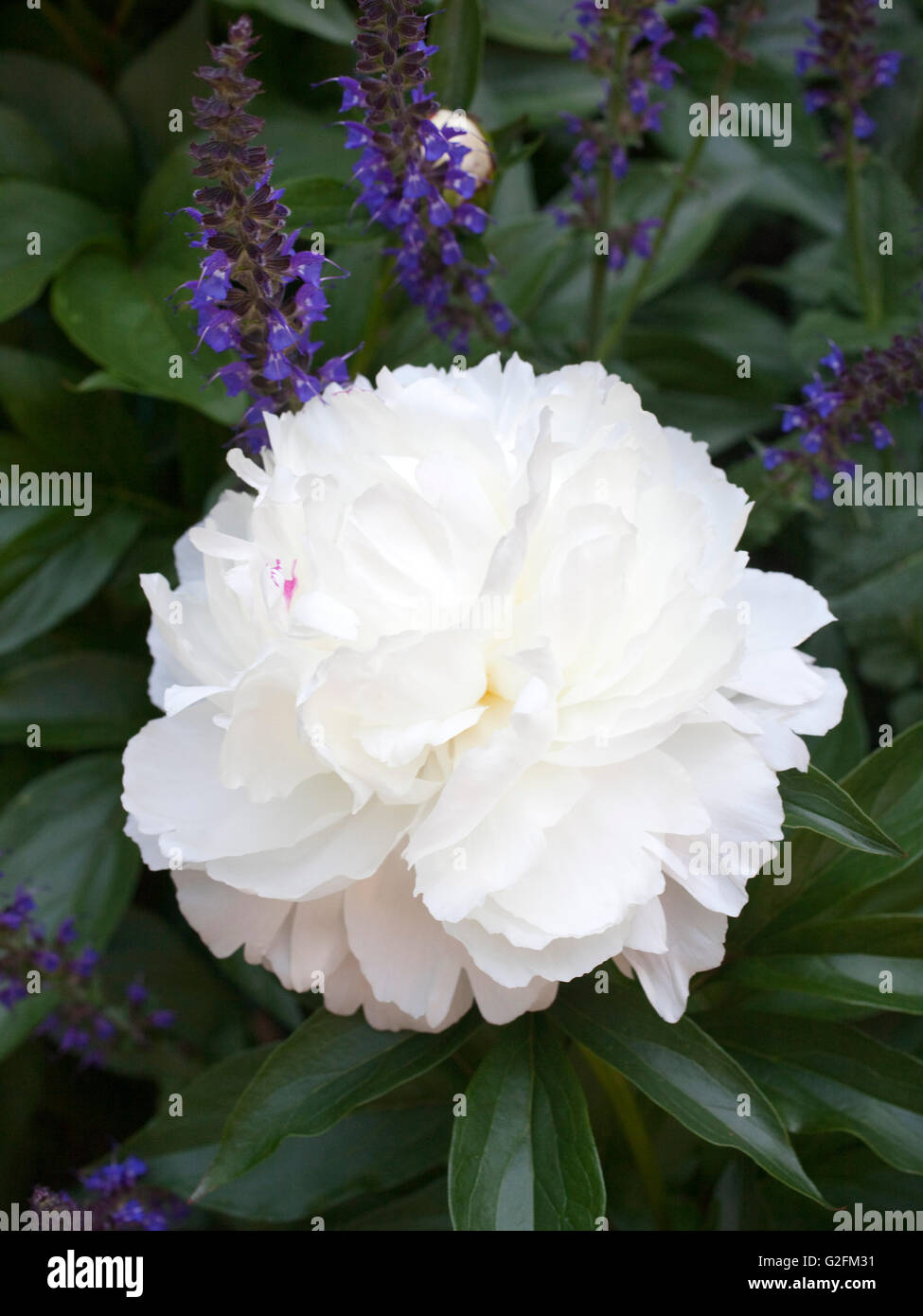 Pivoine blanche floraison dans jardin Banque D'Images