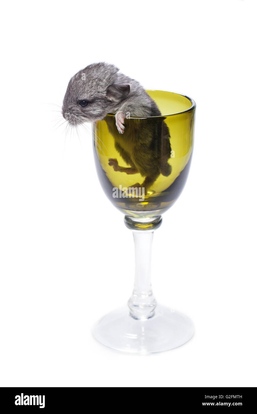 Mignon bébé chinchilla dans verre Banque D'Images