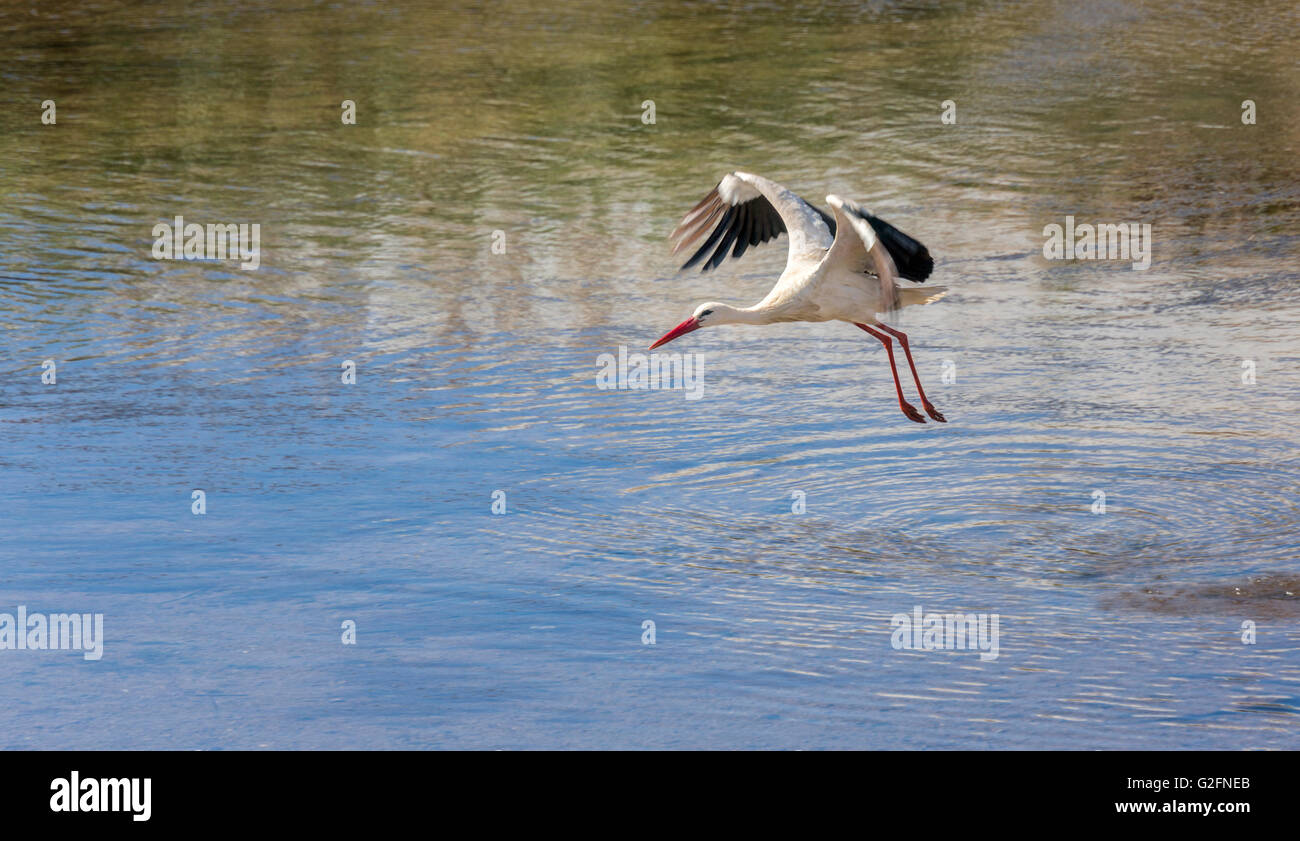 European Cigogne blanche Ciconia ciconia en vol sur la rivière, Silves, Algarve, Portugal Banque D'Images