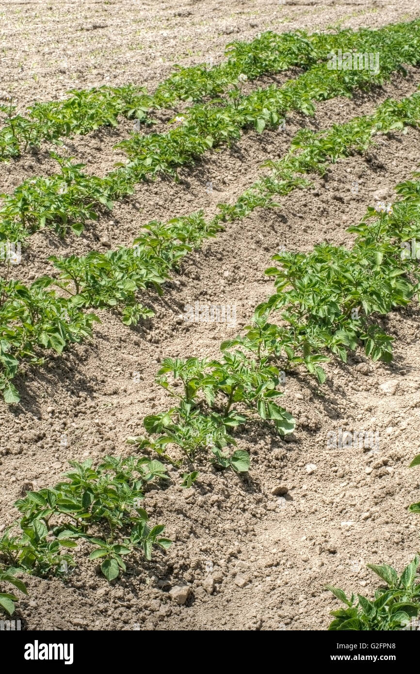 Jusqu'à la terre de plants de pommes de terre. Le jardinage pour les légumes frais et les passe-temps actif. Banque D'Images