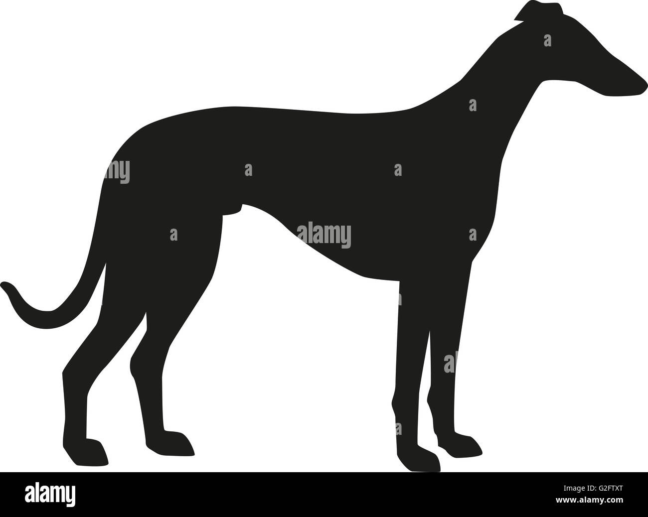 Silhouette Greyhound Banque D'Images