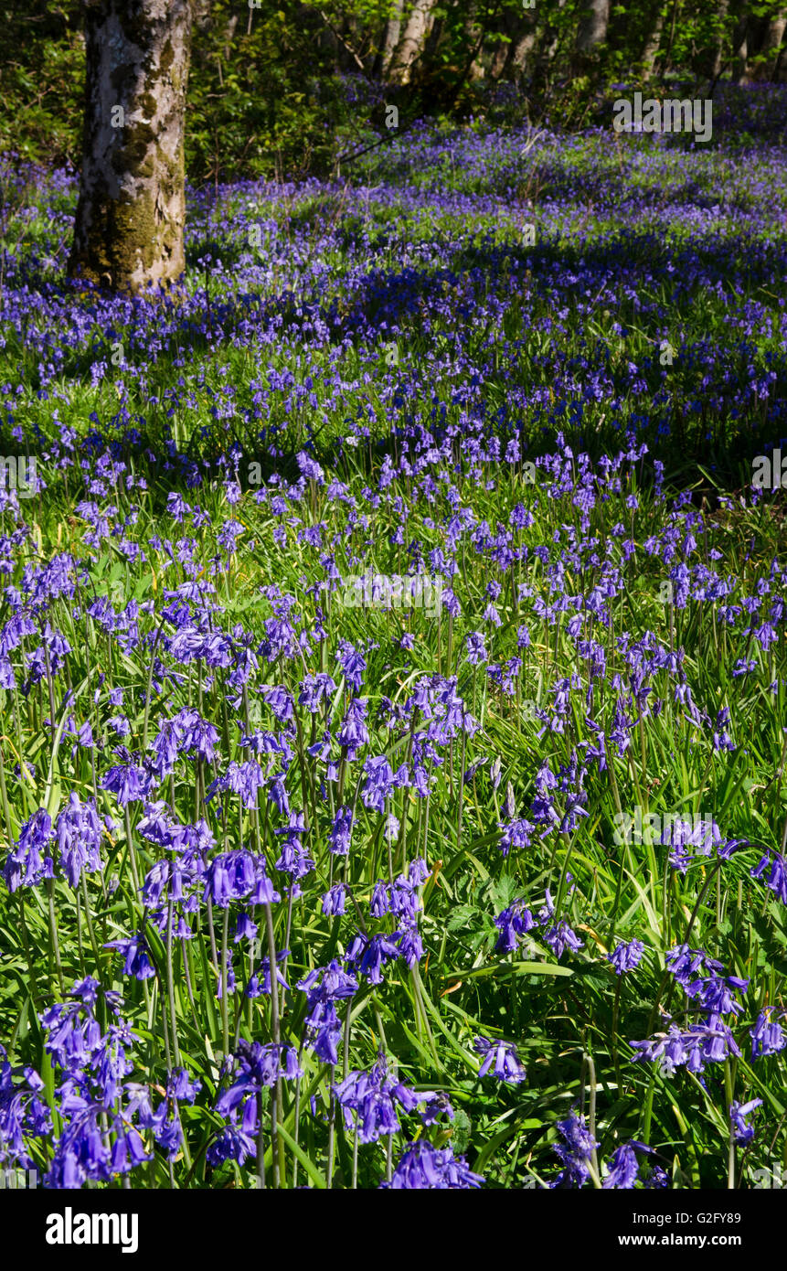 Bluebell,forestiers non-hyacynthoides scripta,islay, Ecosse Banque D'Images