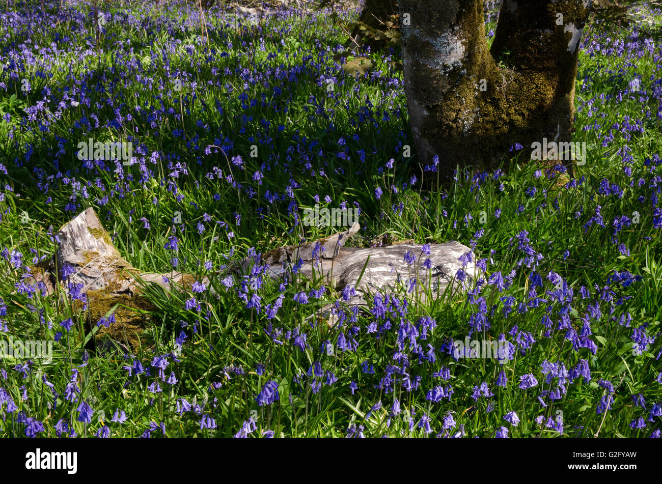 Bluebell,forestiers non-hyacynthoides scripta,islay, Ecosse Banque D'Images