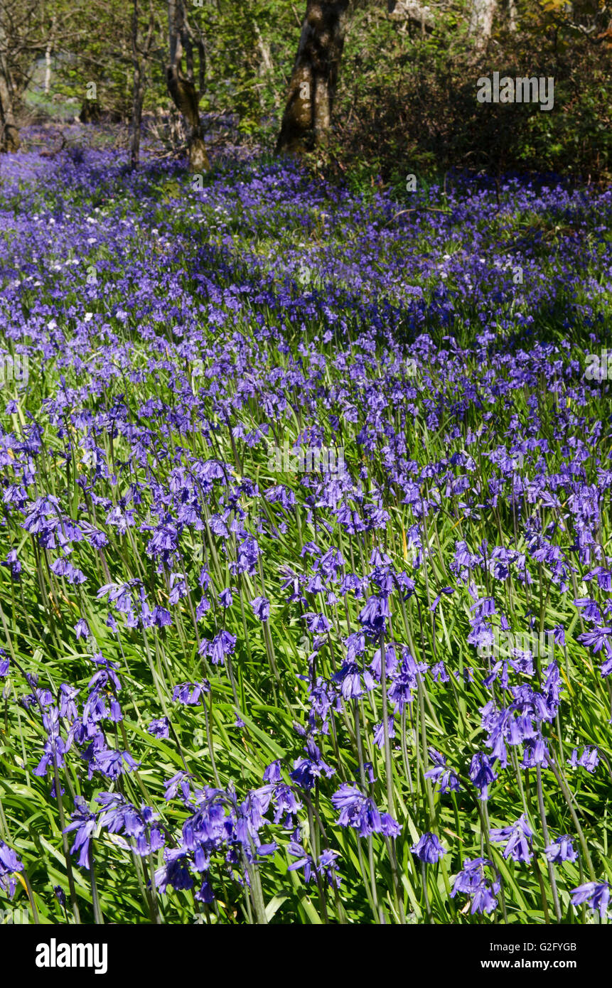Bluebell,forestiers non-hyacynthoides scripta,islay, Ecosse Banque D'Images