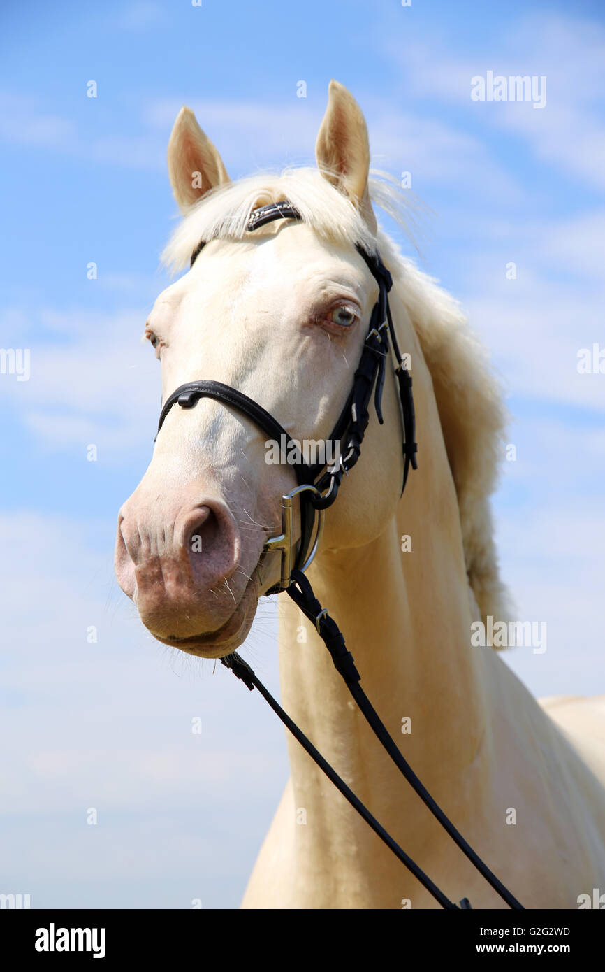 Head shot d'un cremello cheval avec mors against blue sky background Banque D'Images