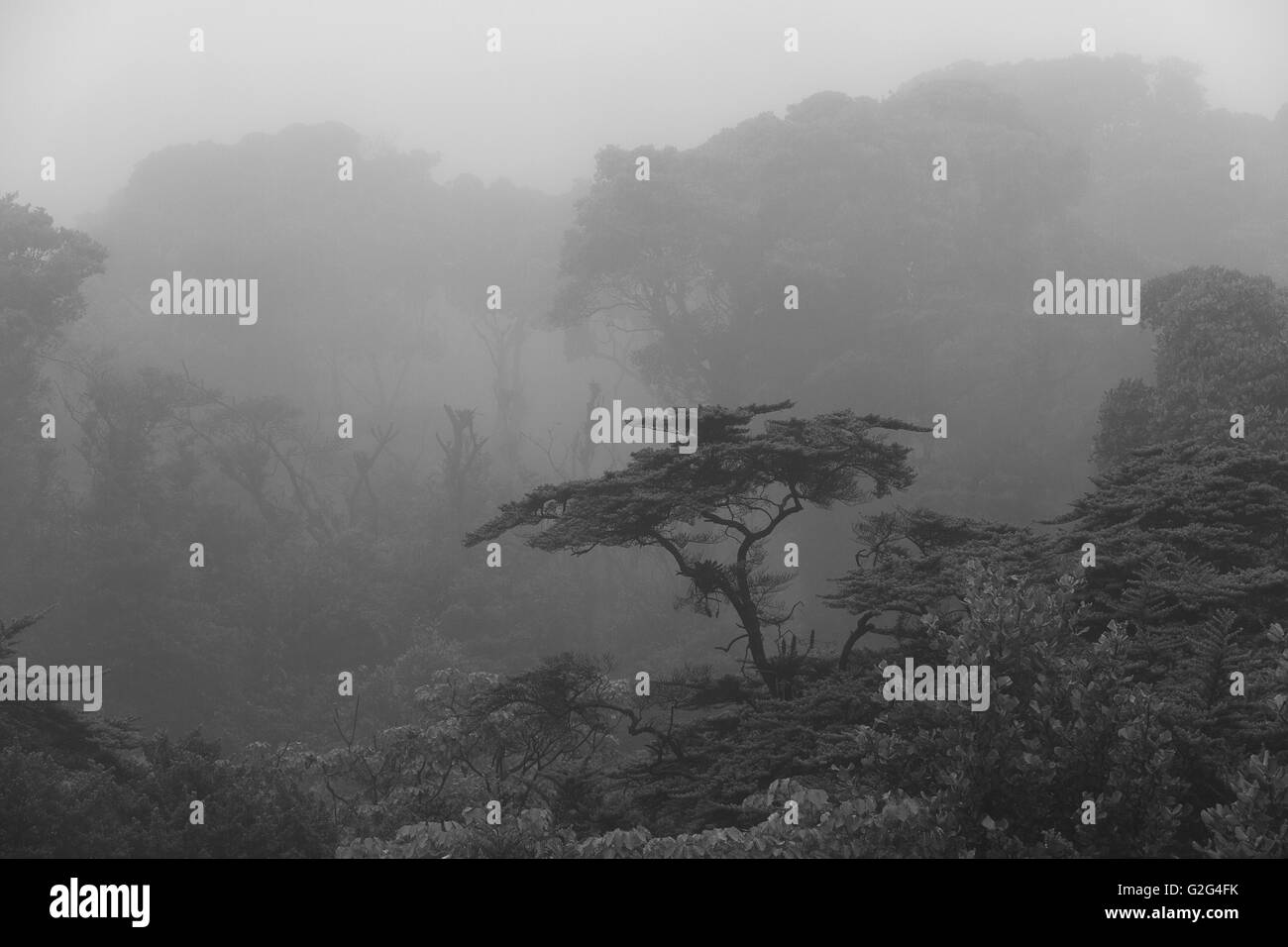 Les arbres tropicaux dans le brouillard, le Costa Rica Banque D'Images