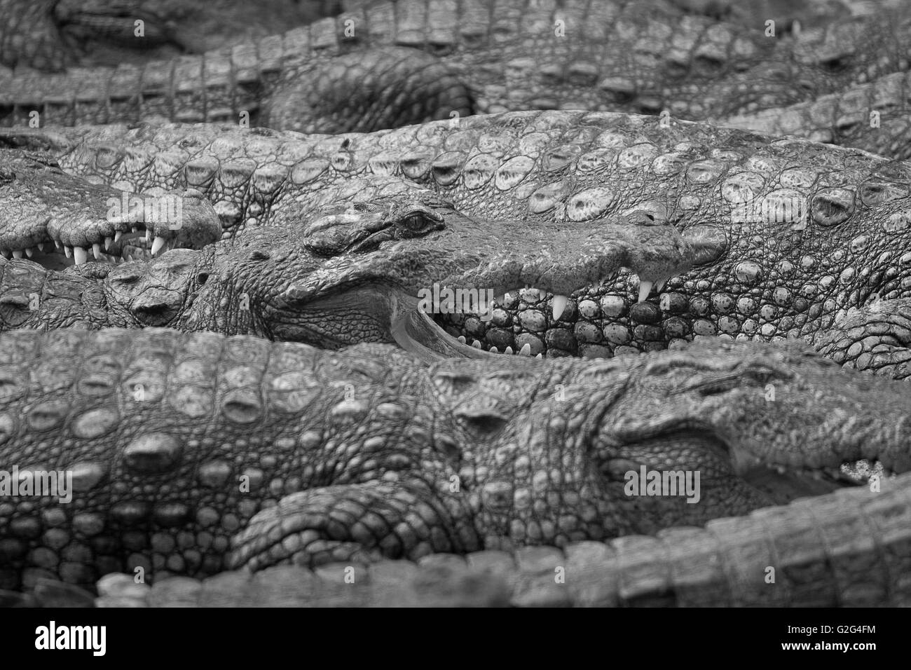 Crocodiles Banque D'Images
