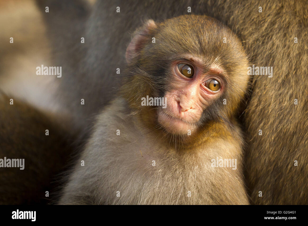 Singe Macaque japonais Banque D'Images