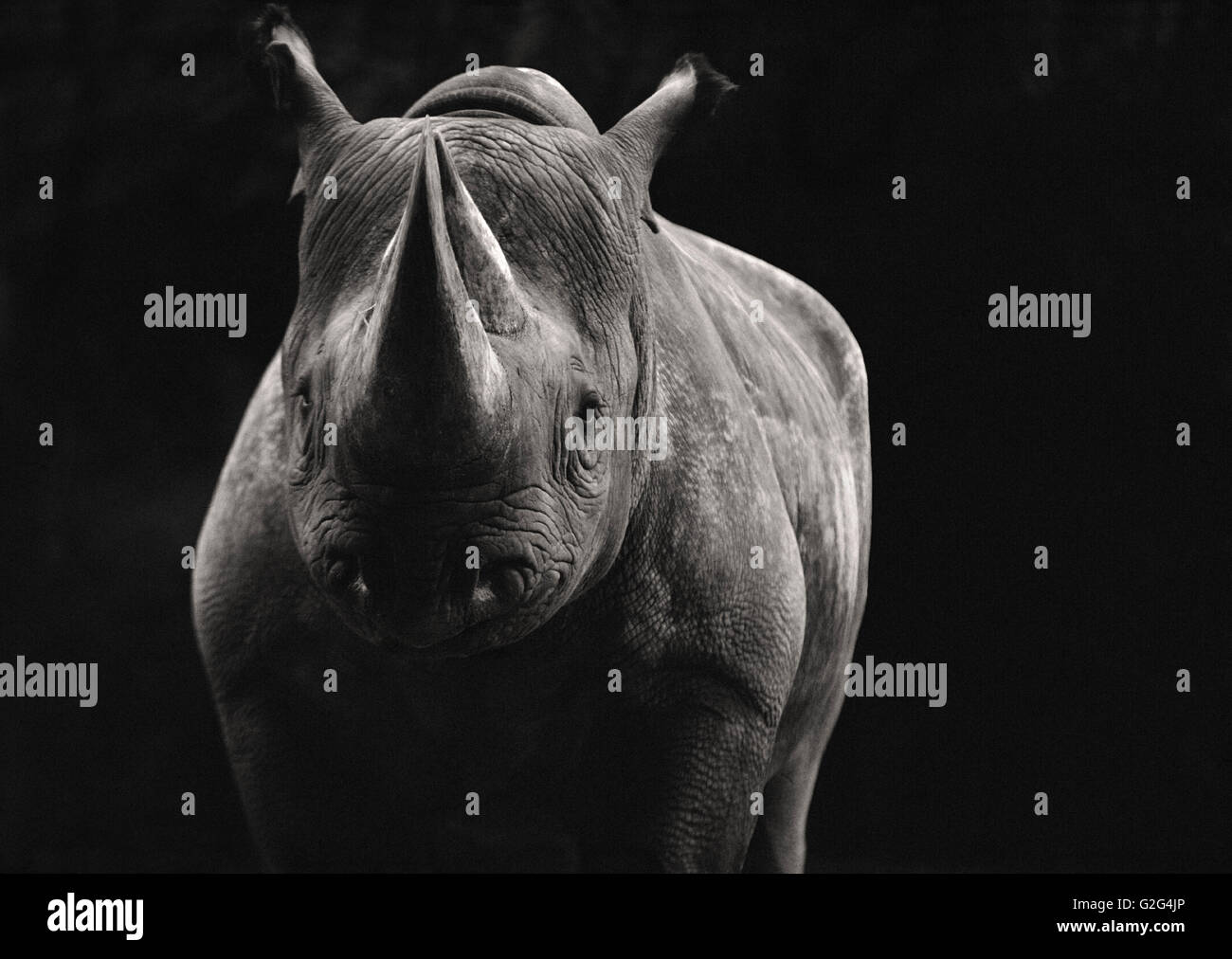 Le rhinocéros noir Banque D'Images