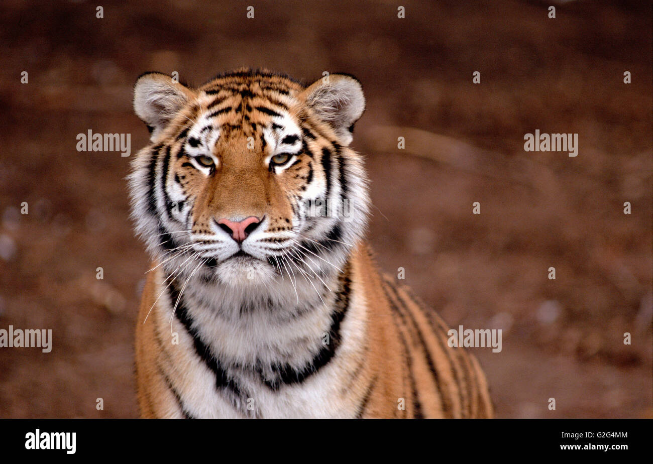 Tigre de Sibérie, Zoo, Denver, Colorado, USA Banque D'Images