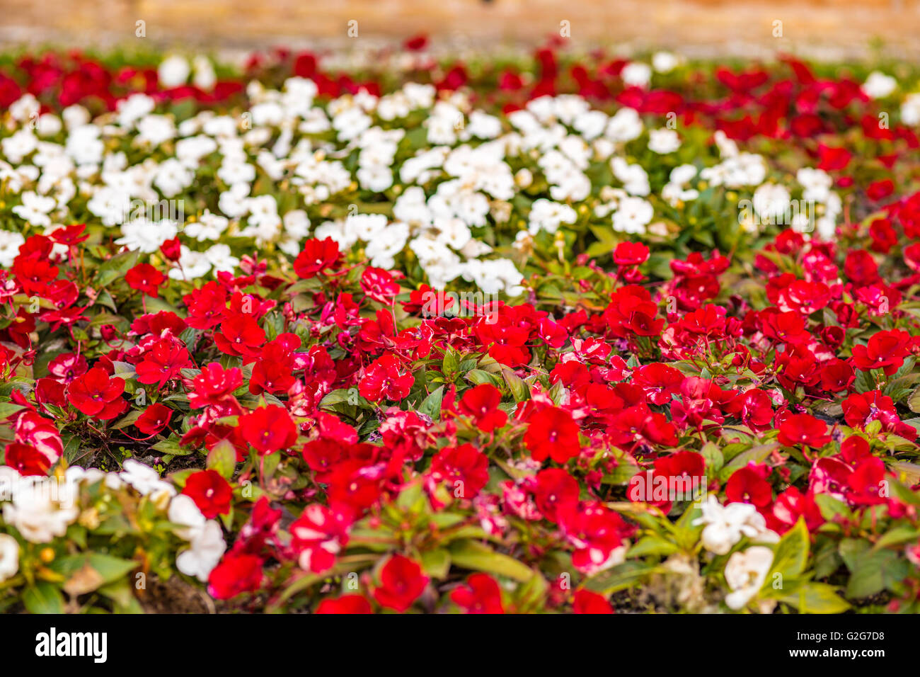 Fleurs d'impatiens blanches Banque de photographies et d’images à haute