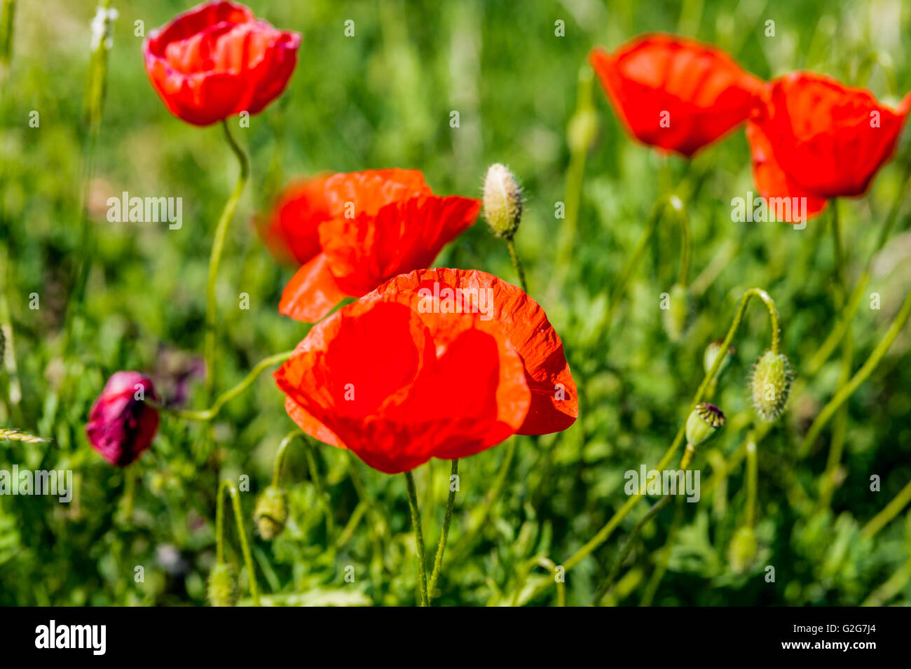 Coquelicots rouges dans l'herbe verte Banque D'Images