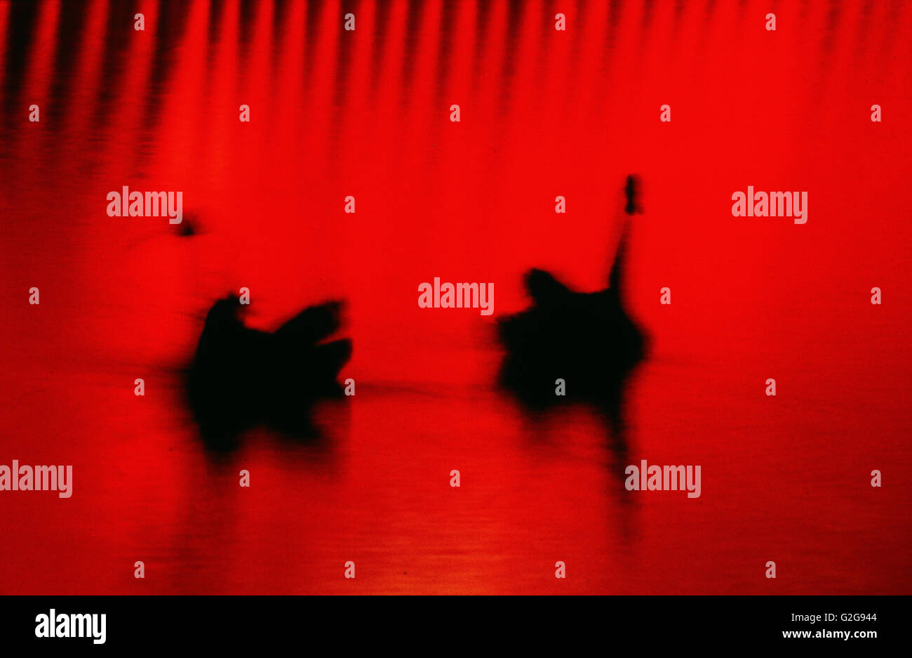 Floride - Epcot Center. Deux cygnes nager dans fontaine illuminée par la lumière rouge Banque D'Images