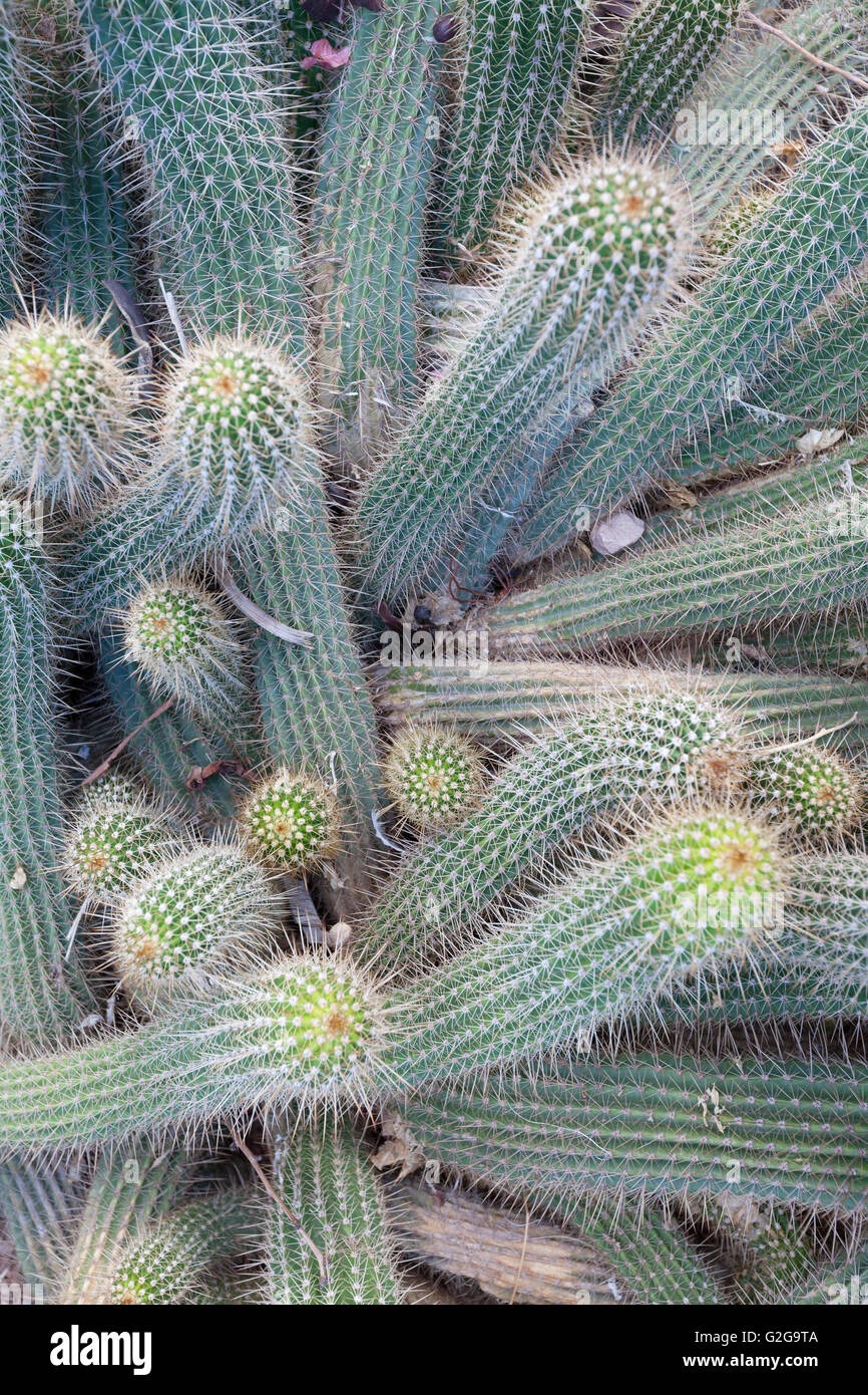 Trichocereus huascha Banque D'Images