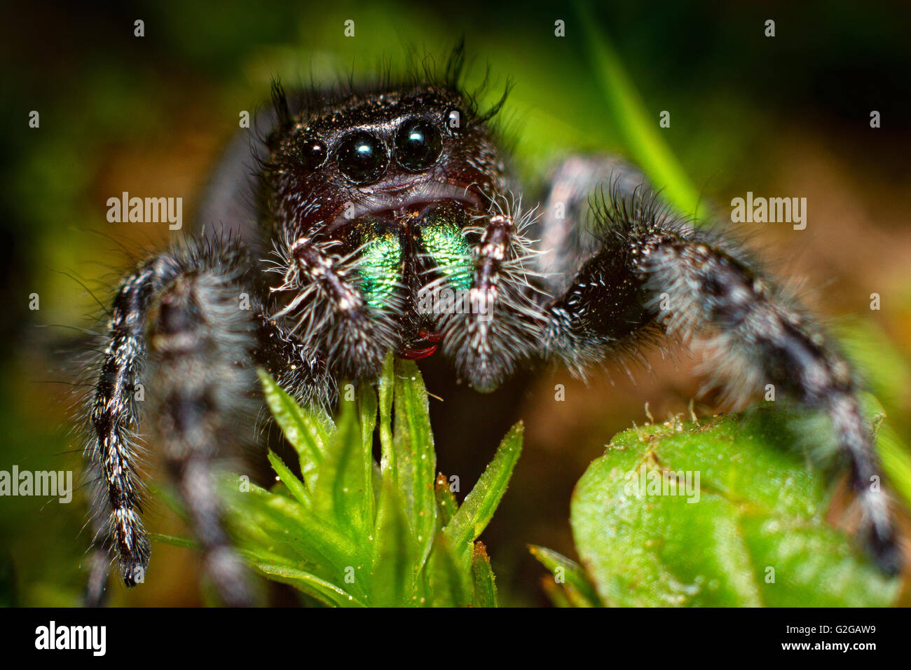 Araignée sauteuse Phidippus audax avec crocs rouge à lèvres rouge Photo  Stock - Alamy