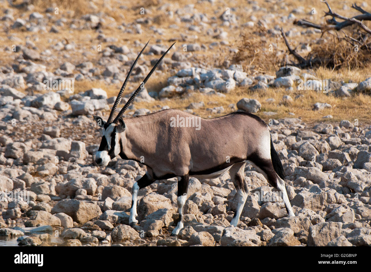 Oryx gemsbok (Oryx gazella gazella), Etosha National Park, Namibie Banque D'Images