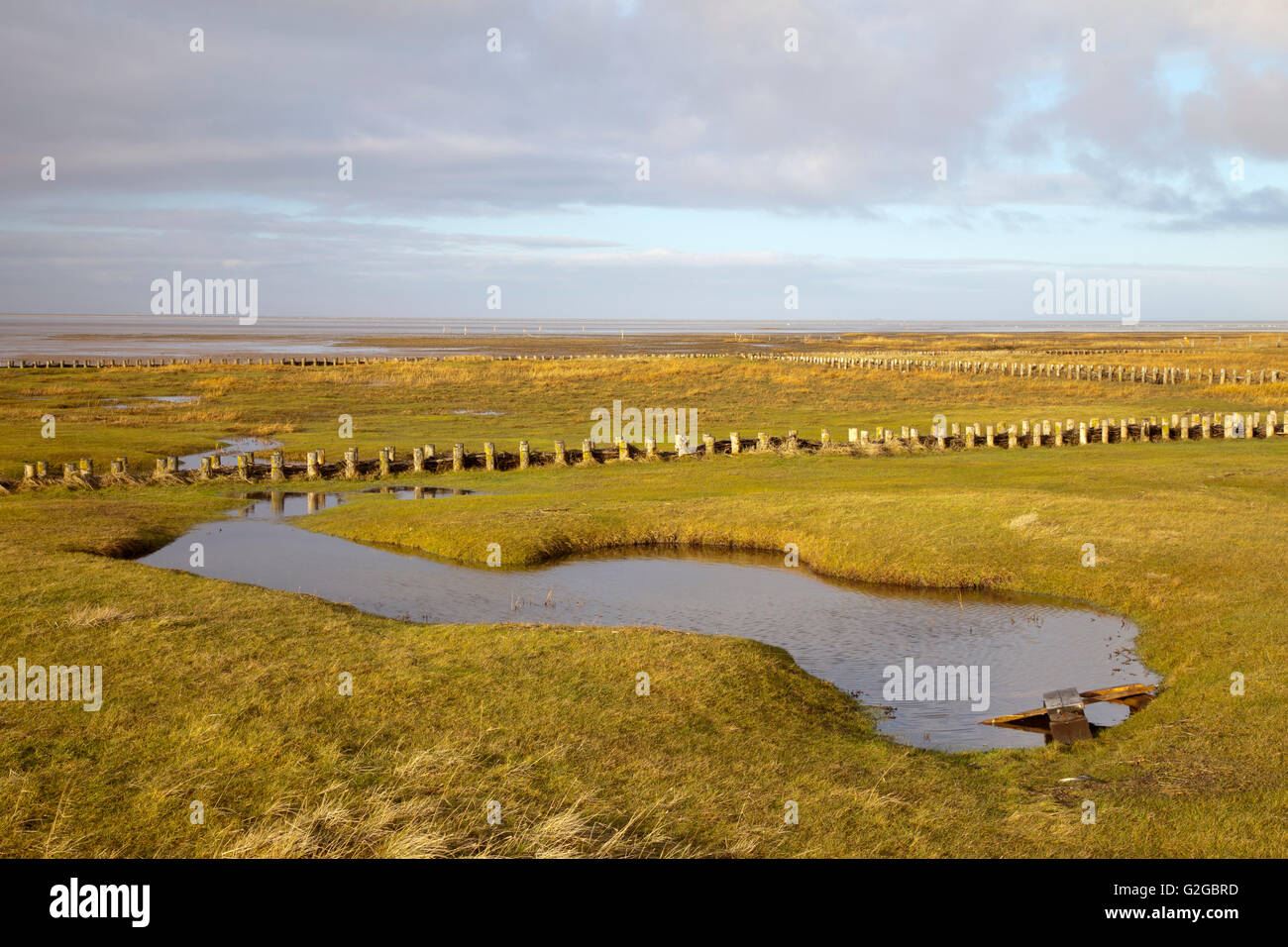 Les marais salés dans le Schleswig-Holstein mer des Wadden Parc National, Site du patrimoine mondial de l'UNESCO, Schleswig-Holstein mer des Wadden Banque D'Images