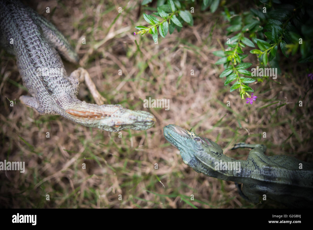 Vue de dessus et tyrannosaurus allosaurus toy on grass Banque D'Images