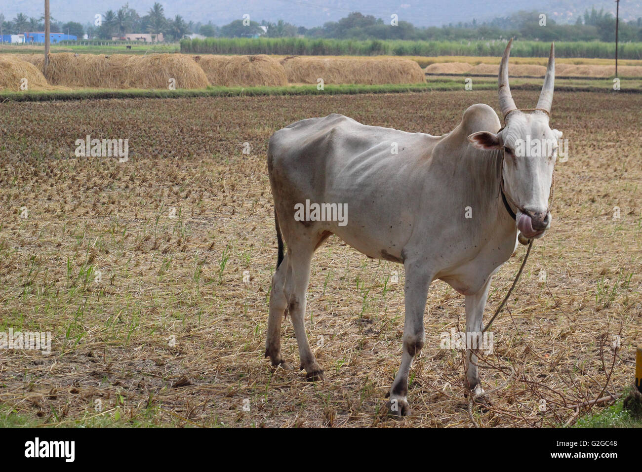 Ox indien Banque D'Images