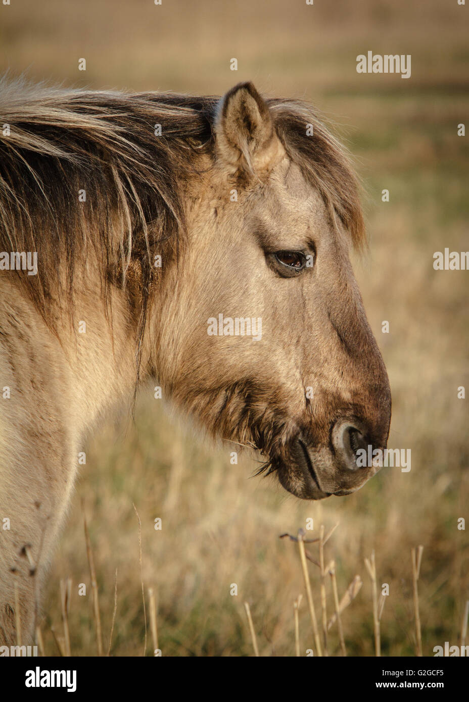Konik Pony Banque D'Images