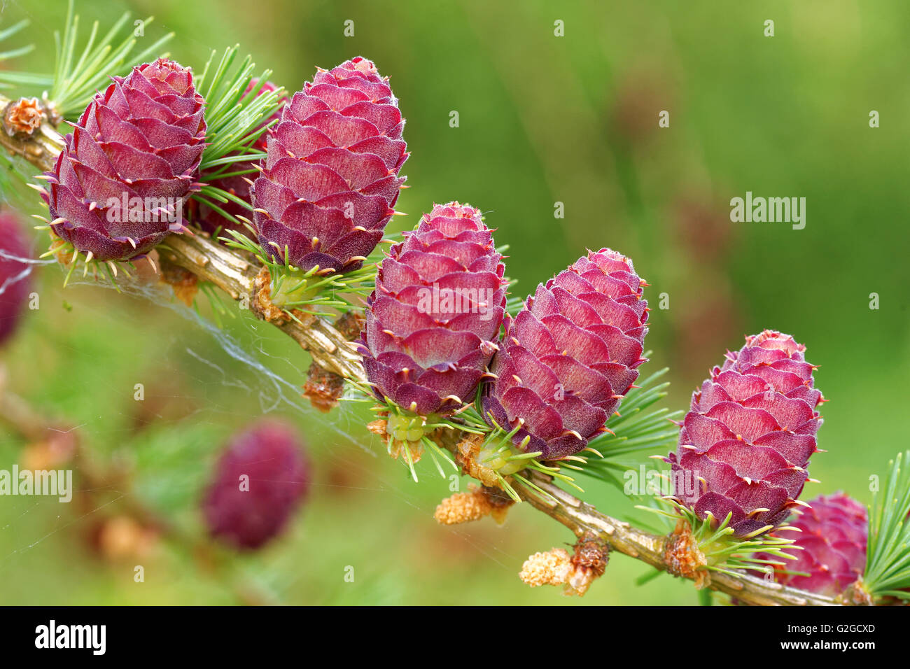 Cônes d'ovuler et cônes de pollen de mélèze au printemps, fin mai. Banque D'Images