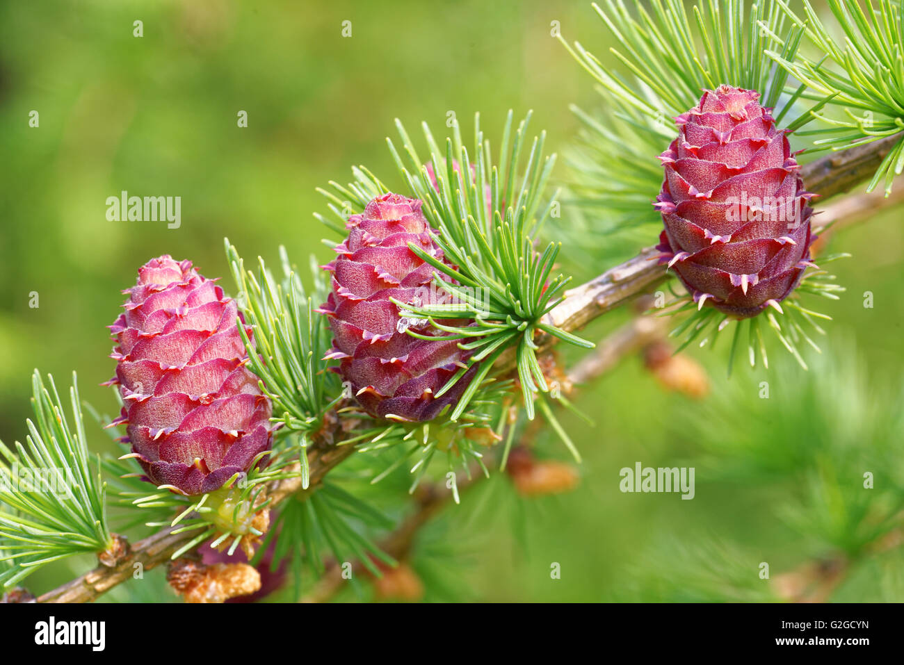 Cônes d'ovuler et cônes de pollen de mélèze au printemps, fin mai. Banque D'Images