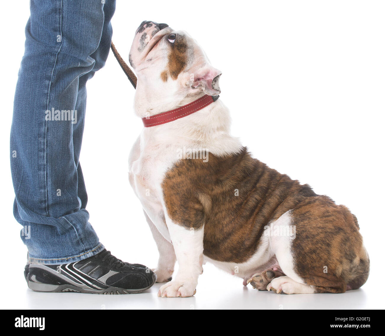 Enseignement propriétaire bulldog Anglais la formation d'obéissance de chien Banque D'Images