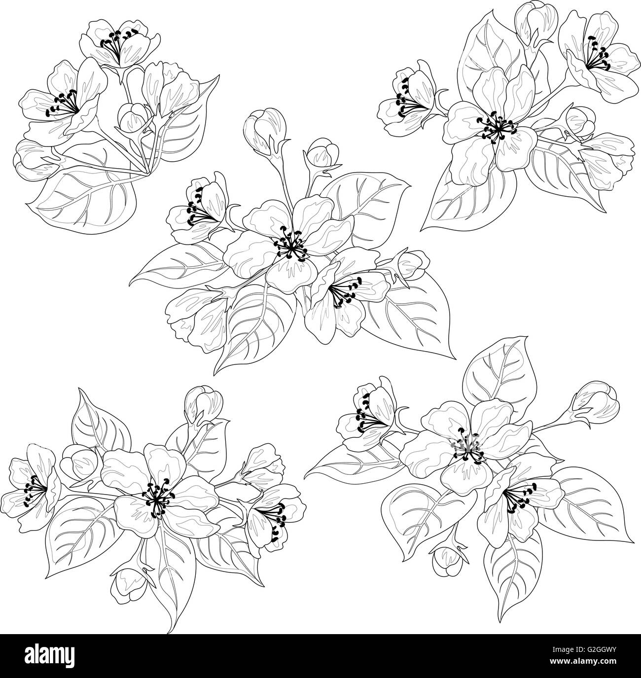 Fleurs et feuilles de pommier contours set Illustration de Vecteur