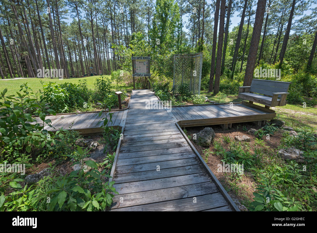 Parc d'état de Falling Waters est situé à Chipley, en Floride, et dispose d'une cascade de 73 mètres, la plus haute de l'état. Banque D'Images