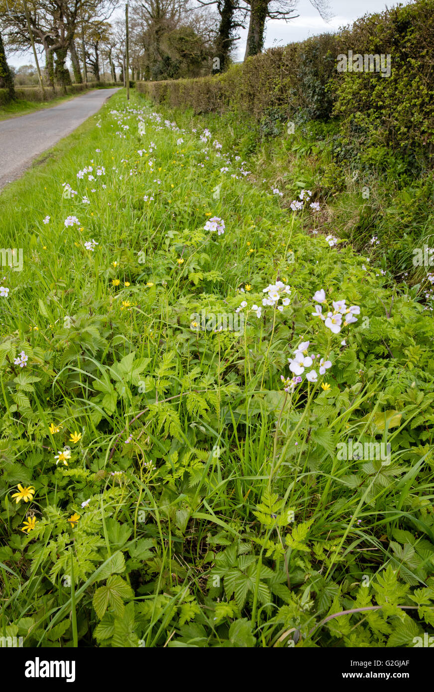 Les fossé sur le risque et les bas dans le Somerset avec un riche et agréable assemblage de fleurs sauvages comme Lady's Smock & Celandine Banque D'Images