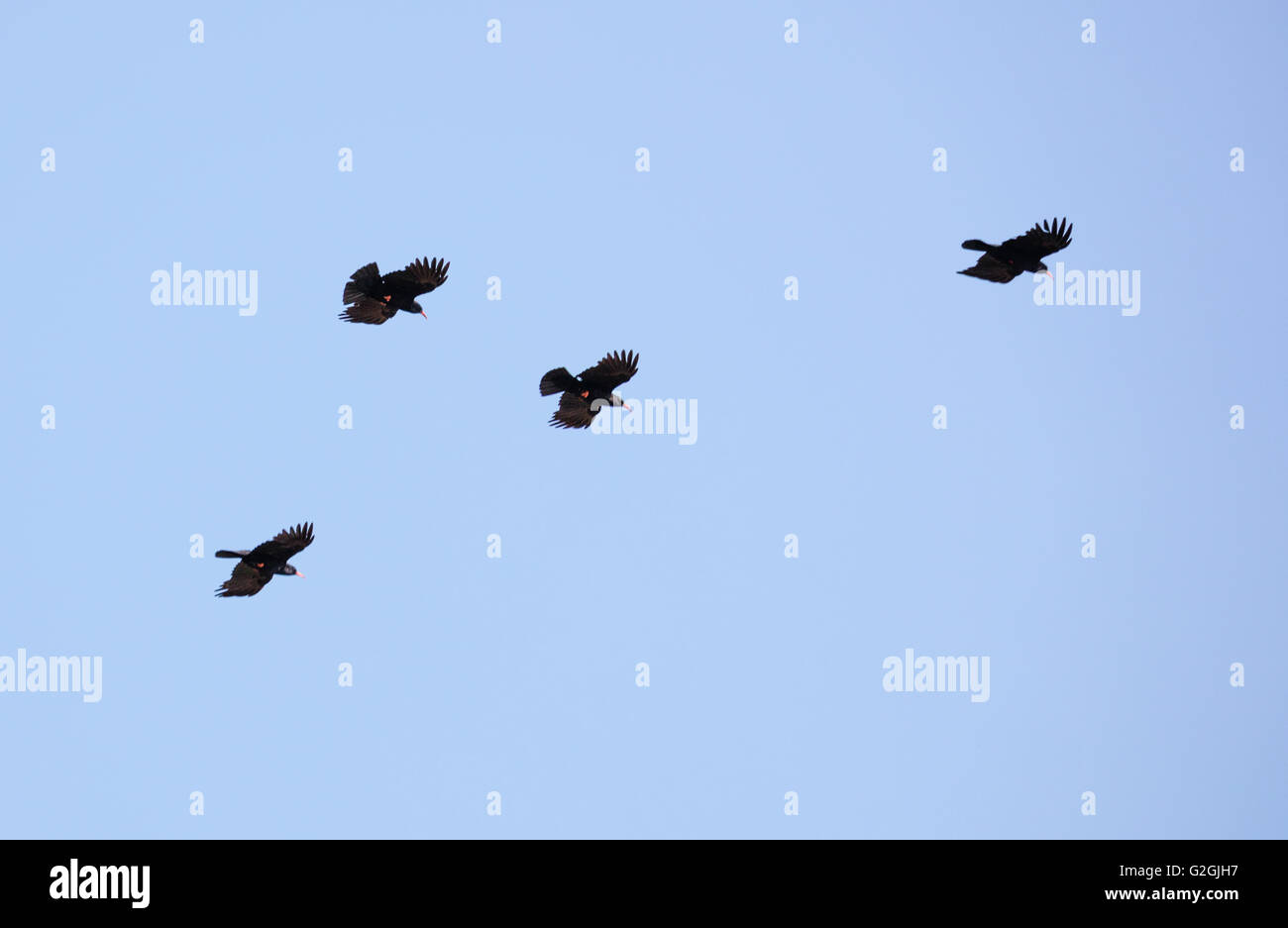 Quatre bec rouge Pyrrhocorax Choughs pyrrhococorax montrant de vastes ailes fingered &jambes rouge & projets de Gower Peninsula South Wales UK Banque D'Images