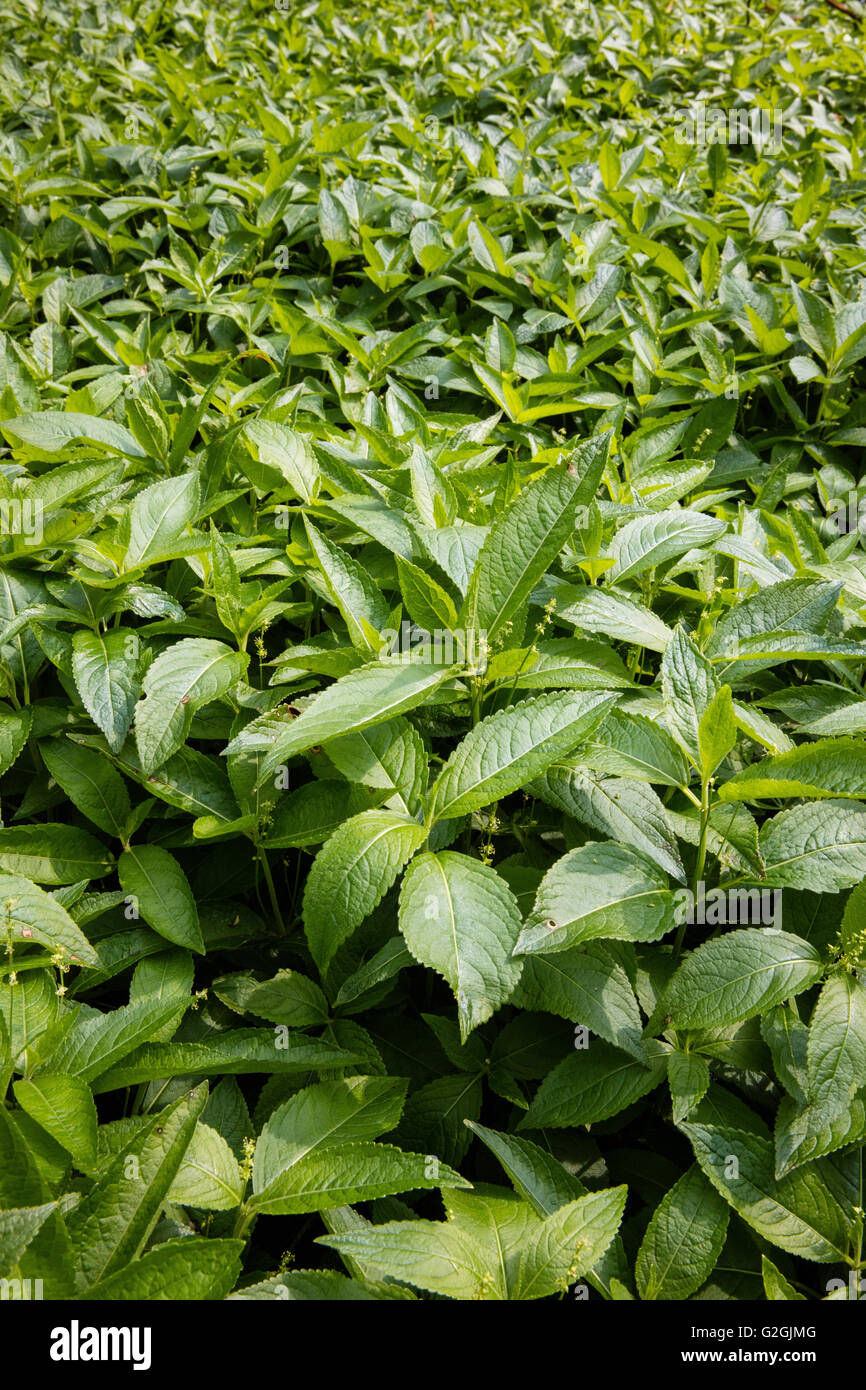 Le mercure du chien Mercurialis perennis couvre le terrain dans de nombreux anciens bois comme ici dans un bois Dorset Banque D'Images